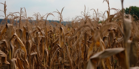 วัตถุดิบ.png วัตถุดิบ.png