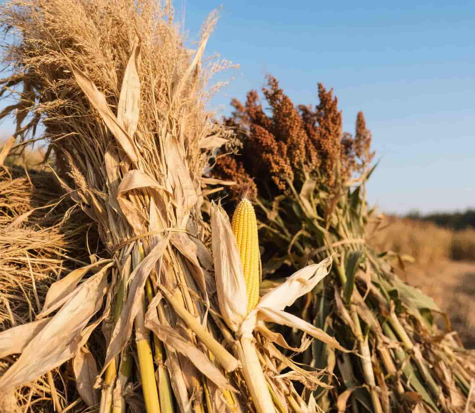 ครอบตัด.jpg ครอบตัด.jpg